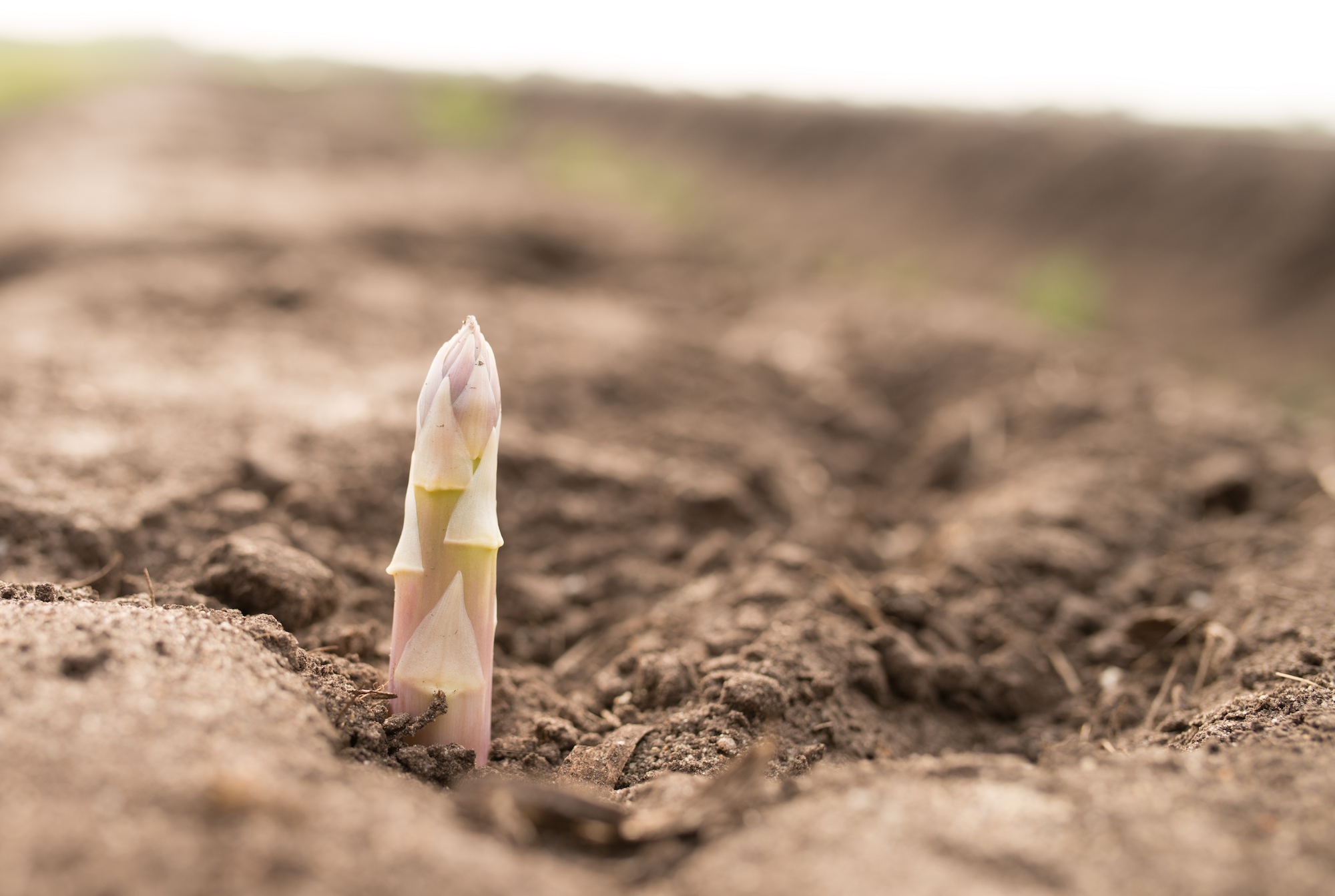 wachsender Spargel