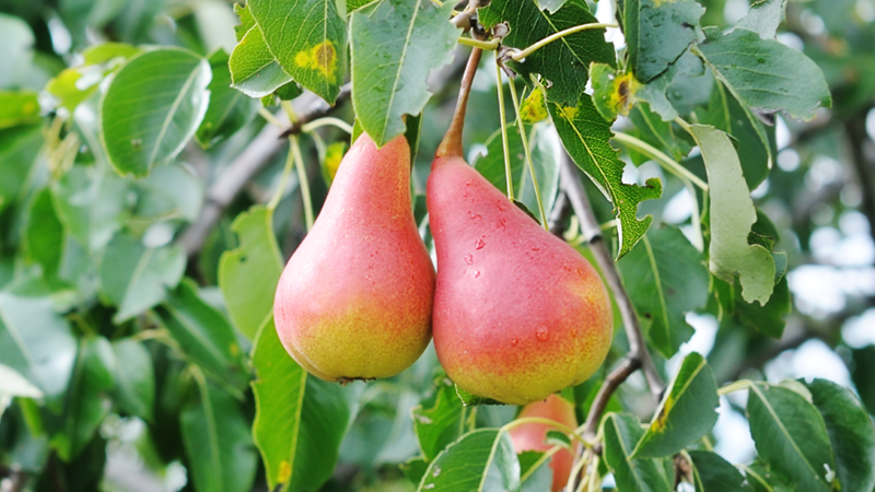 Birnen am Baum