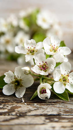 Blüten-Birnbaum