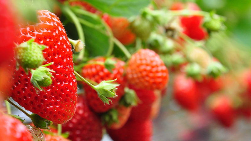 Erdbeeren