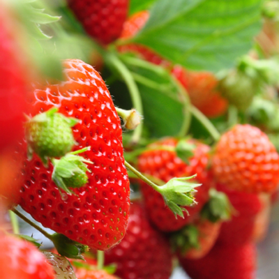 Erdbeeren
