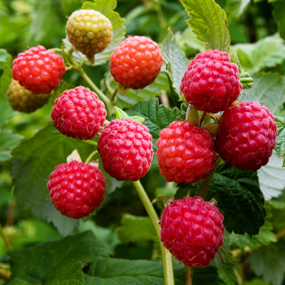 Himbeeren