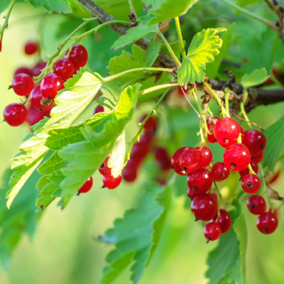 Johannisbeeren