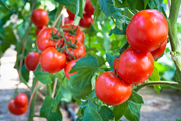 Strauchtomate