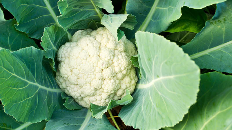 Blumenkohl