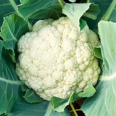 Blumenkohl