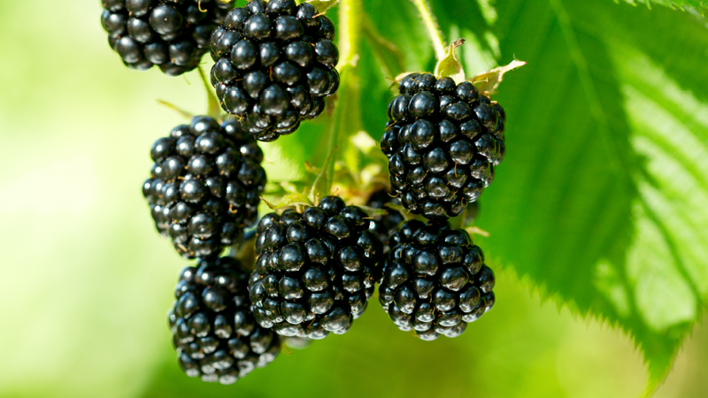 Brombeeren am Baum