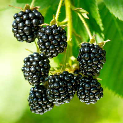 Brombeeren