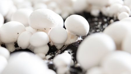 Champignons