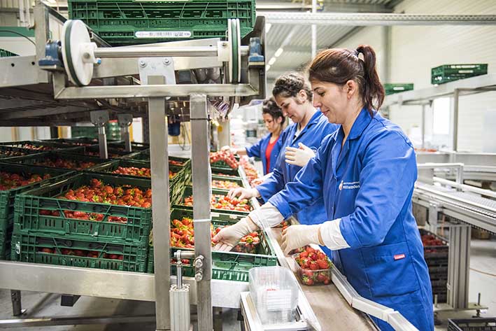 Erdbeeren, Arbeiterin am Band