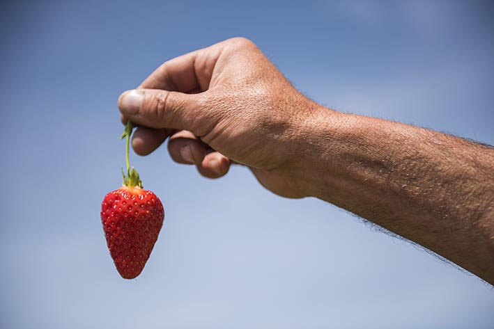 Erdbeeren blauer Himmel