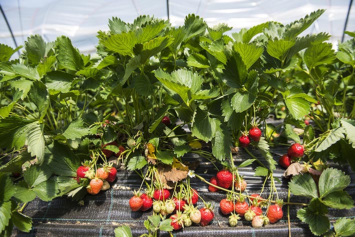 Erdbeeren, Pflanze