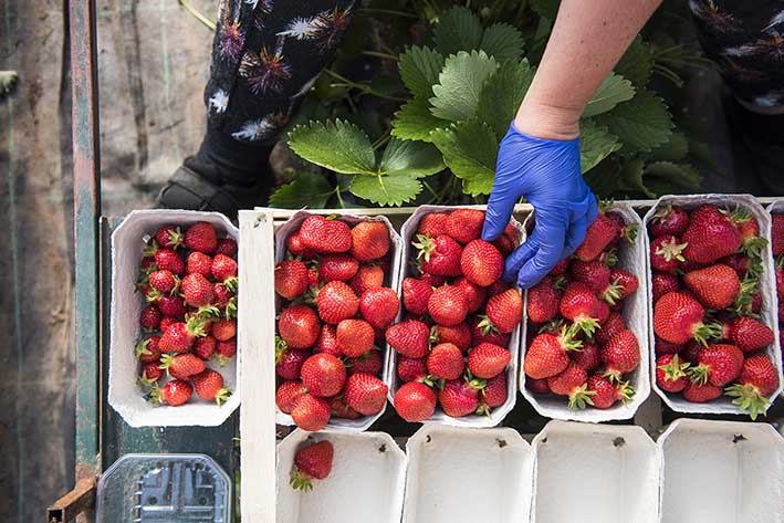 Erdbeeren Handschalen, verpacken