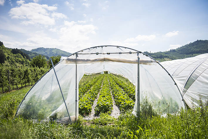 Der „Tunnel" der Erdbeeren