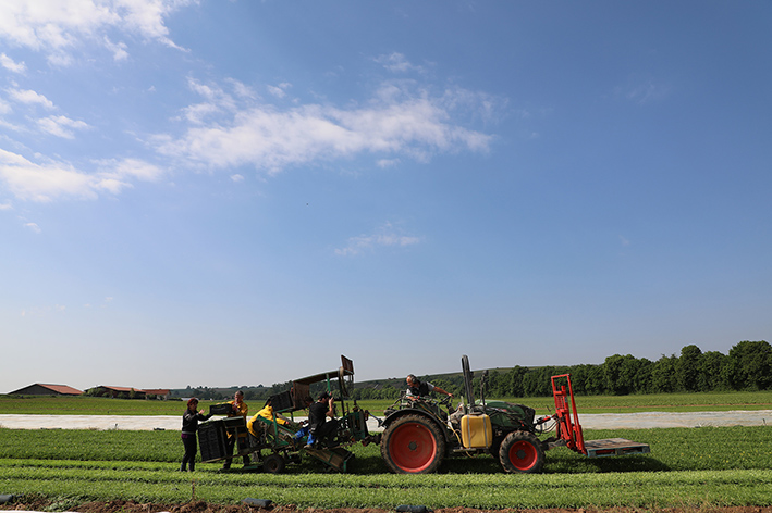 Rucola Ernte, Familie Traub