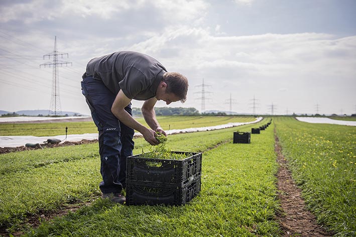 Rucola Ernte, Ronald Traub