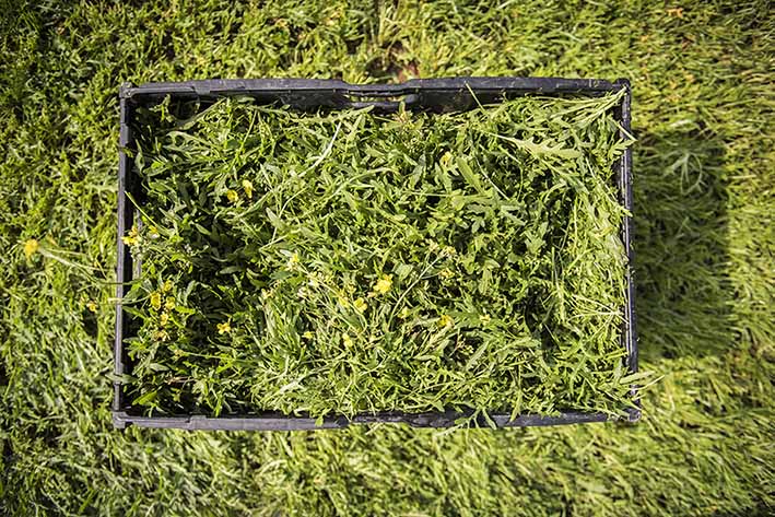 Rucola Kiste auf Feld