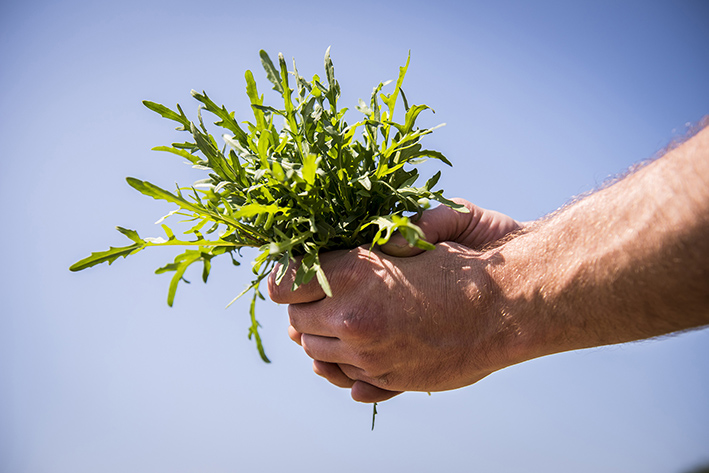 Frischer Rucola, blauer Himmel