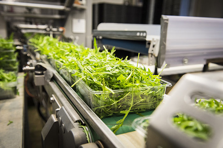 Rucola Verpackung