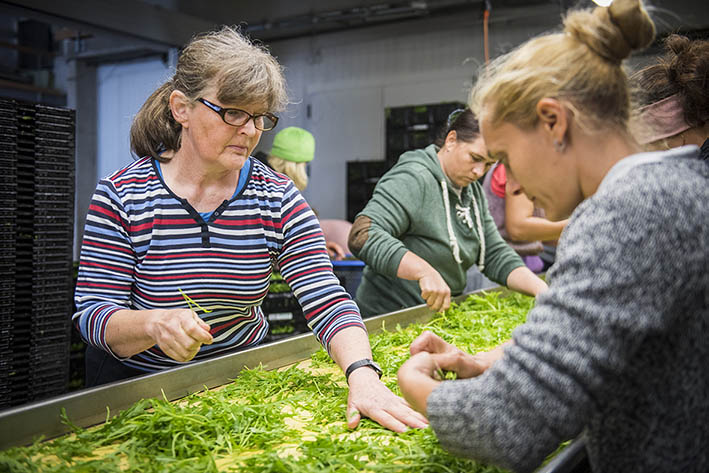Rucola sortieren