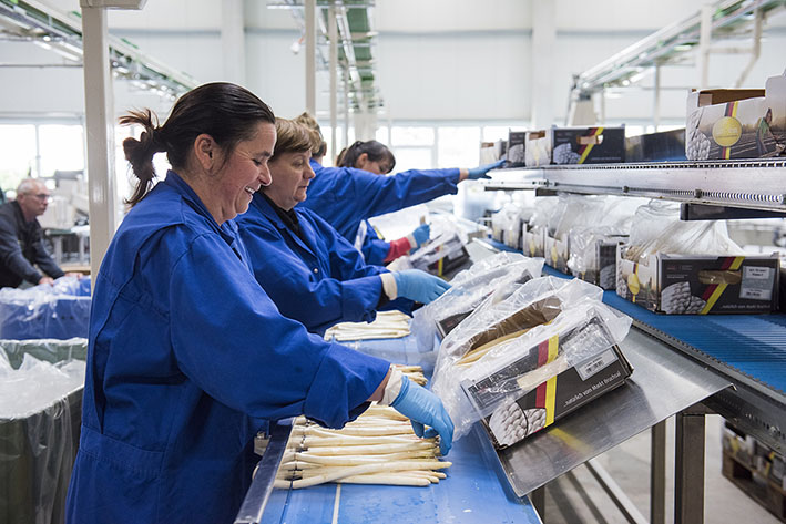 Spargelfeld verpacken