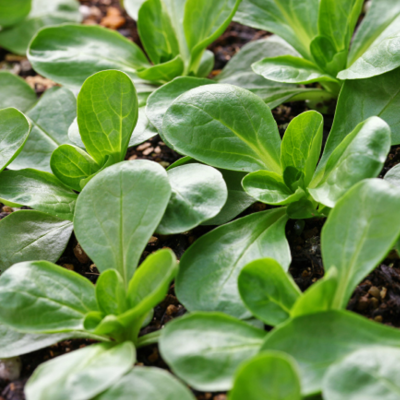 Feldsalat