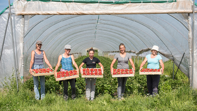 Zieglerhof Erdbeeren, Mitarbeiter