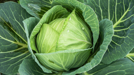 Weißkohl
