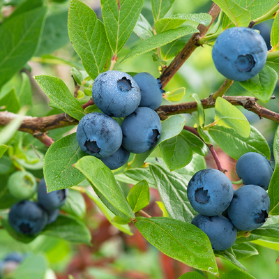 Heidelbeeren