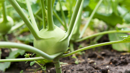 Kohlrabi