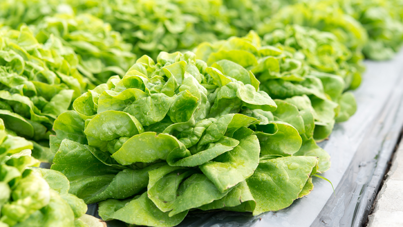Kopfsalat