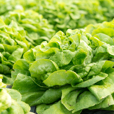 Kopfsalat