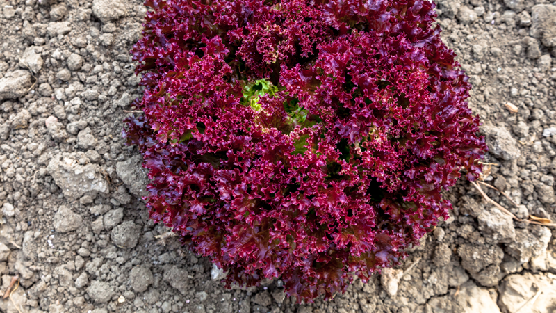Lollo-Rosso