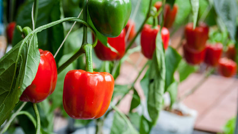 Paprika
