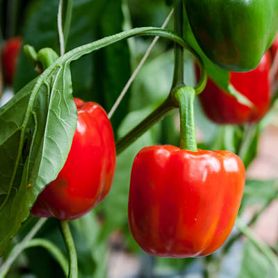 Paprika