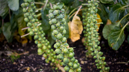 Rosenkohl