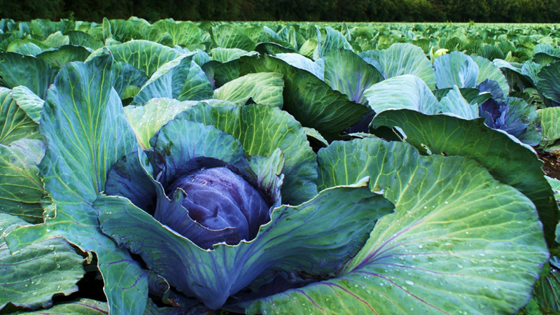 Rotkohl