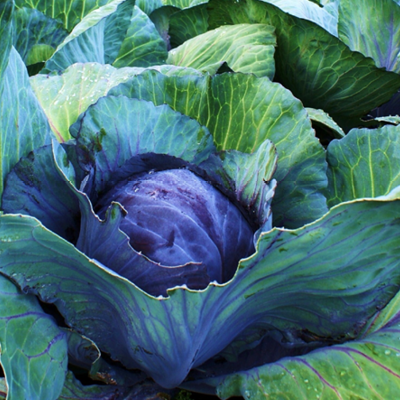 Rotkohl