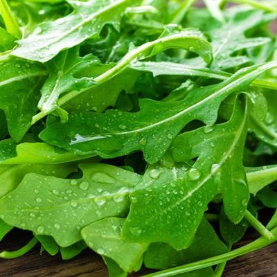 Rucola