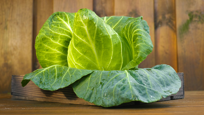 Spitzkohl