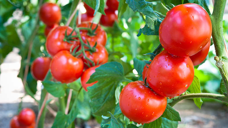Tomaten