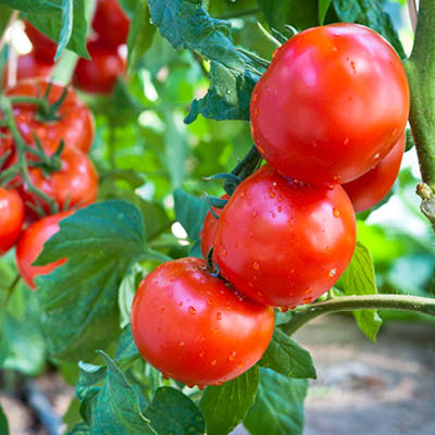 Tomaten