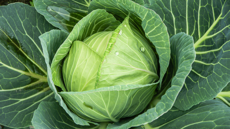 Weißkohl