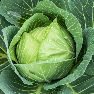 Weißkohl
