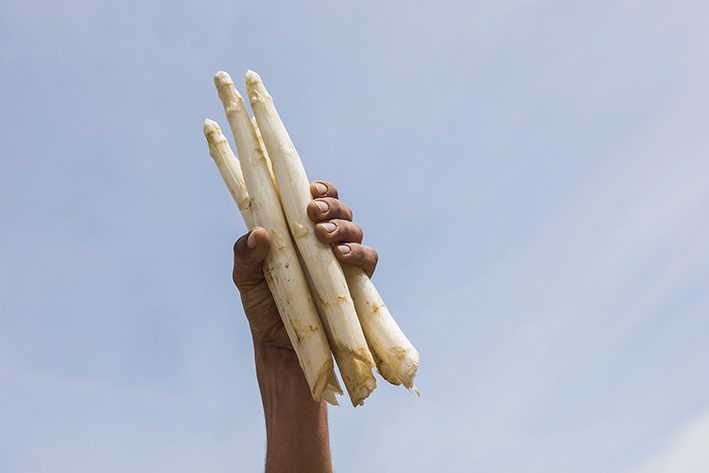 Spargel, blauer Himmel