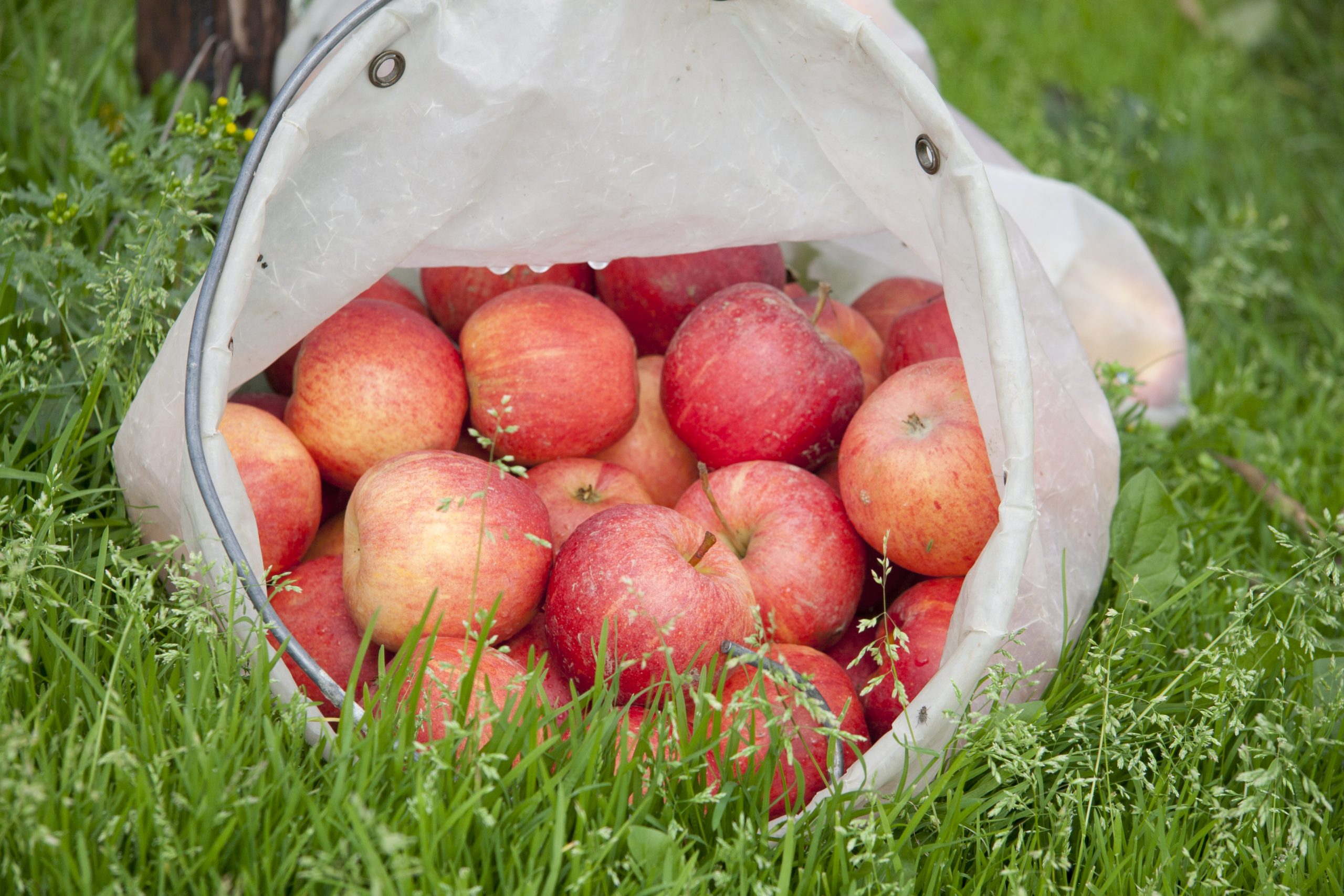 Äpfel in Pflücktüte