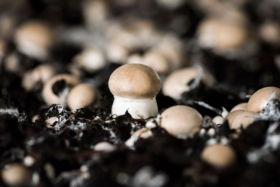 braune champignons, wachstum, biopilzhof