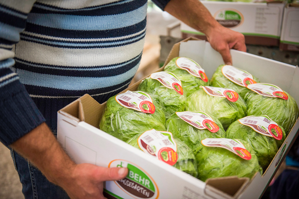 Eisbergsalat verpackt