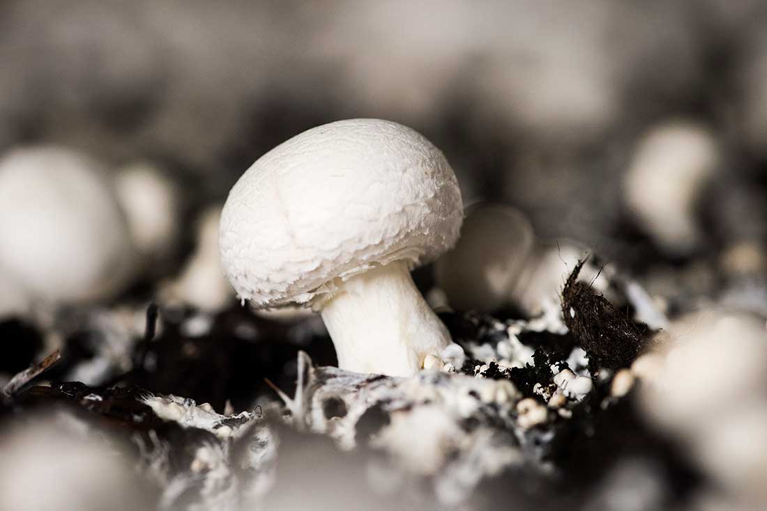 weißer champignon, wachstum, biopilzof