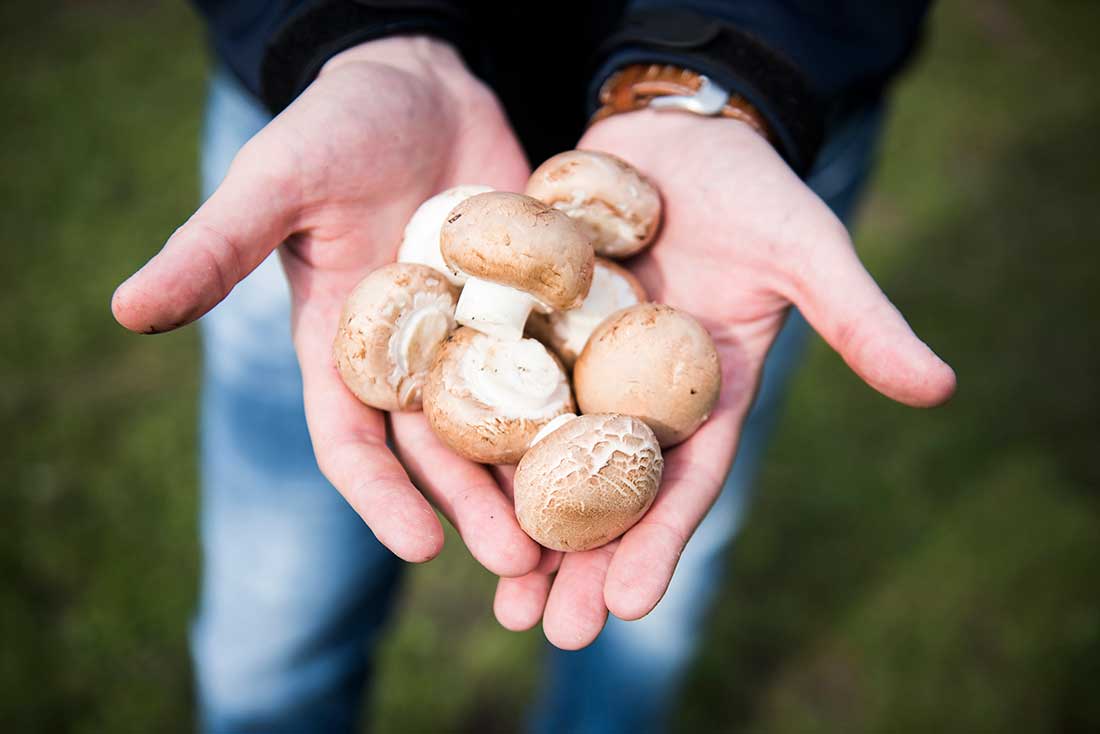 Frische Champignons auf der Hand